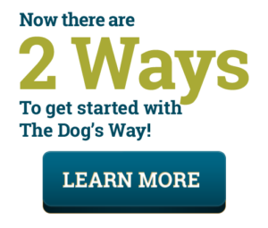 dog training online dvd