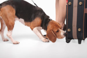 Beagle Sniffing