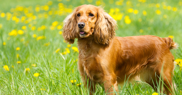 The Cocker Spaniel - The Dog's Way