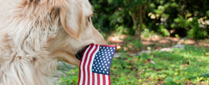 keep your dog calm this 4th of july