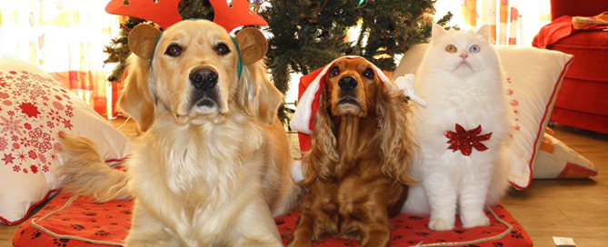 holiday safety tips for dogs