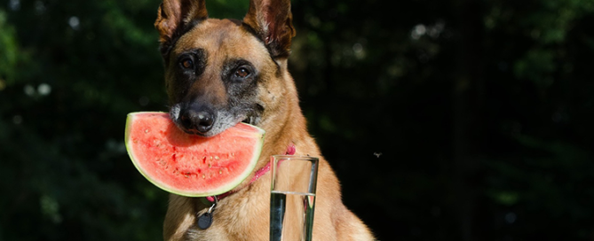 how to keep your dog cool when its hot