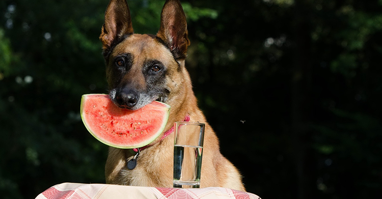 how to keep your dog cool when its hot