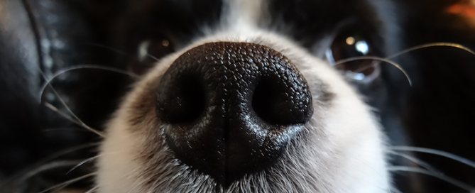 why do dogs have wet noses