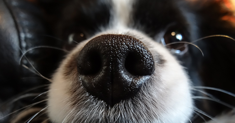 why do dogs have wet noses