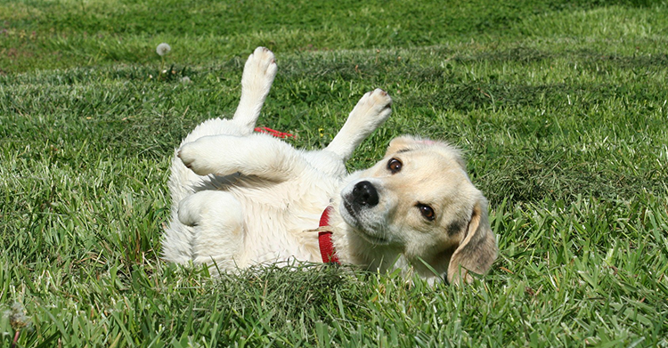 Why Does Your Dog Roll in the Grass? 