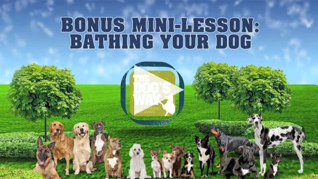 Bonus mini-lesson: bathing your dog