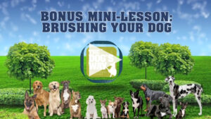 Bonus min-lesson: brushing your dog