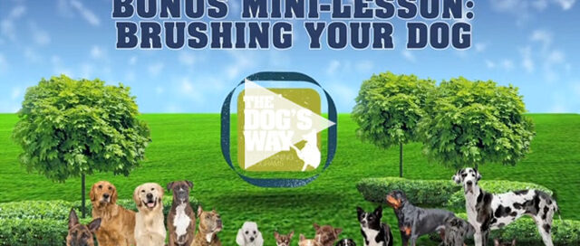 Bonus min-lesson: brushing your dog