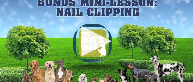 Bonus mini-lesson: nail clipping