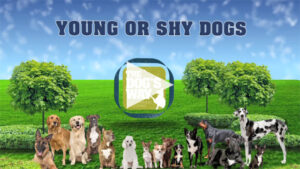 Young or shy dogs