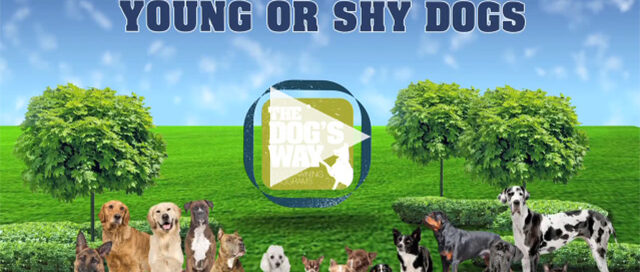 Young or shy dogs