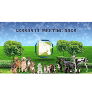 Lesson 13 - meeting dogs