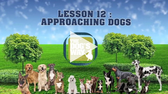 Product Review: The Dog’s Way Video Training Course