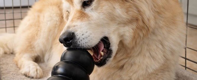 Dog Chewing Frozen Kong