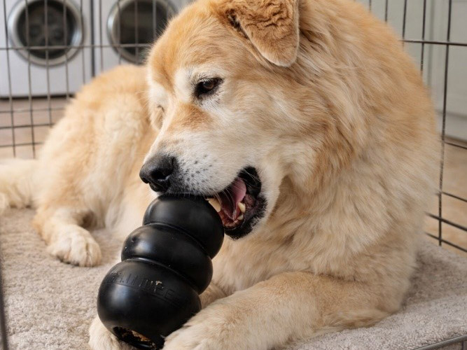 Dog Chewing Frozen Kong